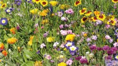 Blumenwiese Bad Wurzach